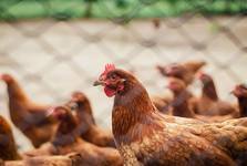 Blesk zabil 15 tisíc kuřat na farmě u Lysé. Ventilace selhala po výpadku proudu
